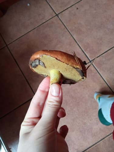 Maślak