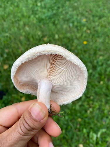 Mleczaj