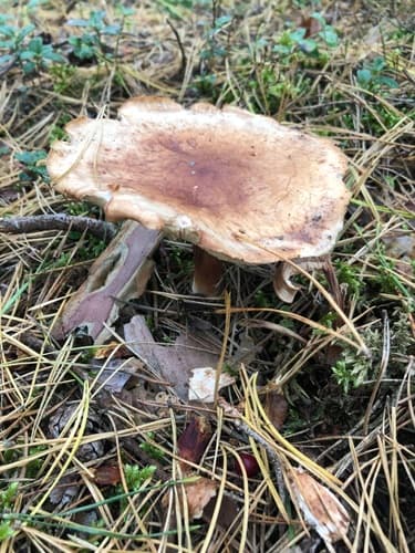 Pieczarniaki