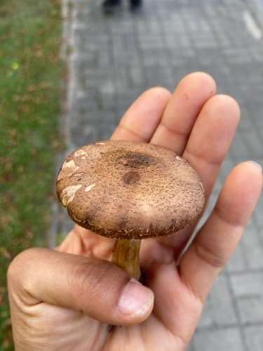 Opieńka