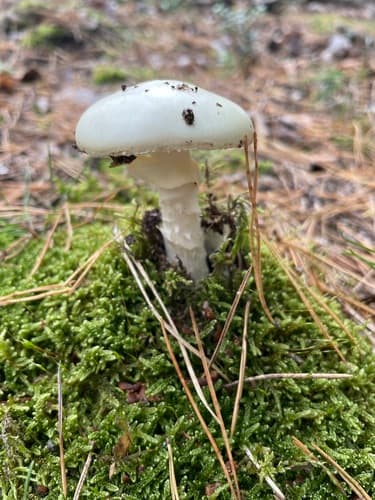 Muchomor cytrynowy