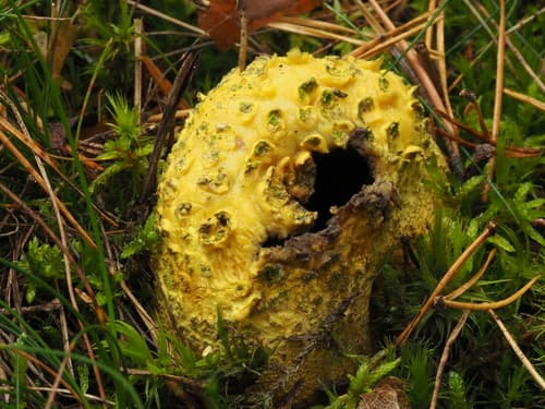 Tęgoskór cytrynowy