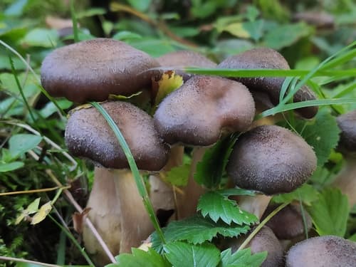 Opieńka