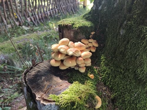 Maślanka wiązkowa
