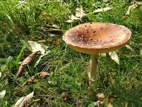 Amanita
