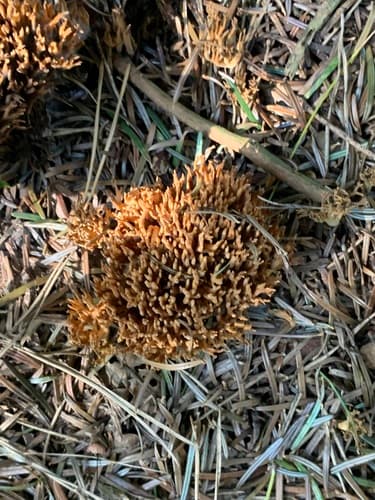 Phaeoclavulina