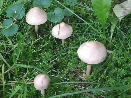 Inocybe