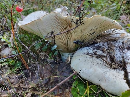 Mleczajowiec chrząstka
