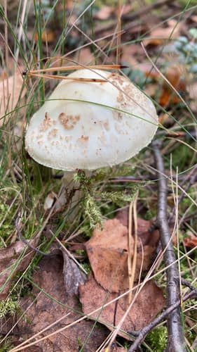 Muchomor cytrynowy