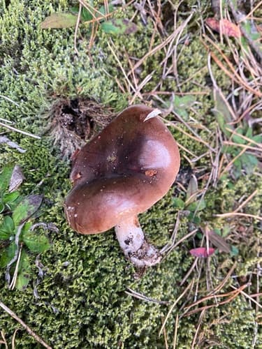Tricholoma fracticum