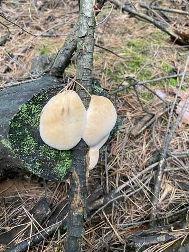 Drobnoporek sproszkowany