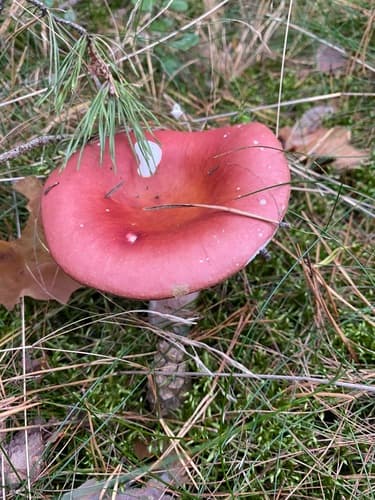 Gołąbek