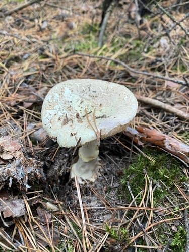 Muchomor cytrynowy