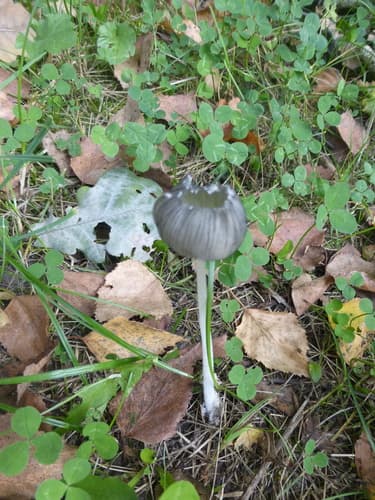 Coprinopsis