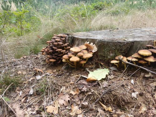 Maślanka