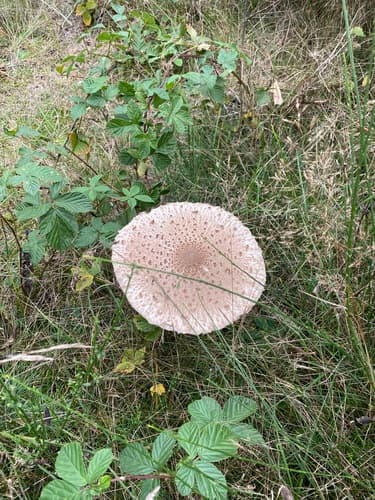 Czubajka kania