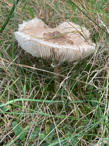 Czubajka kania