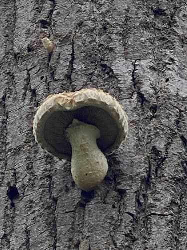 Łuskwiak topolowy