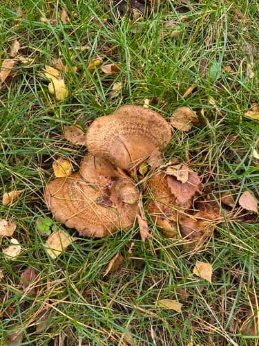 Krowiak podwinięty