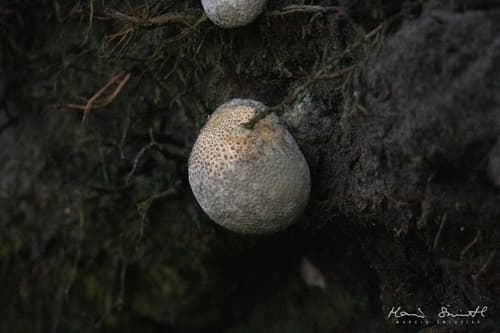 Tęgoskór cytrynowy