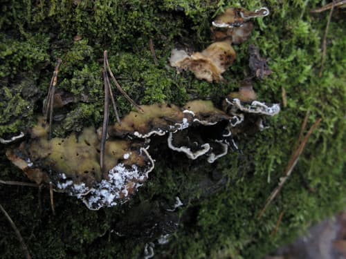 Szaroporka podpalana