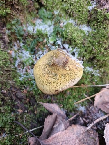Tęgoskór cytrynowy