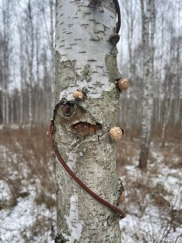 Białoporek brzozowy