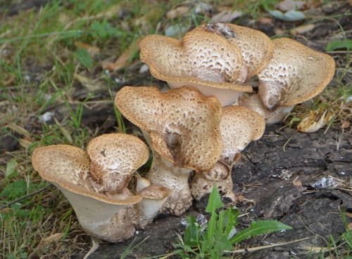 Żagiew Łuskowata