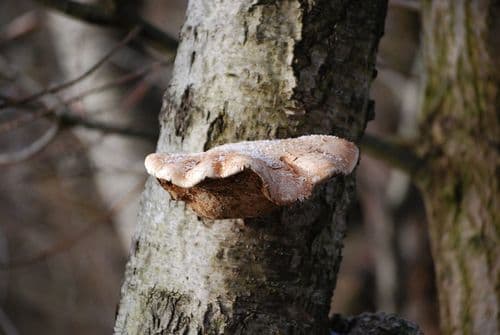 Białoporek brzozowy