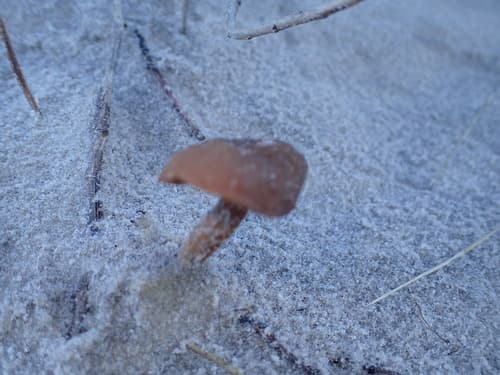 Tubaria
