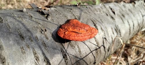 Gęstoporek cynobrowy