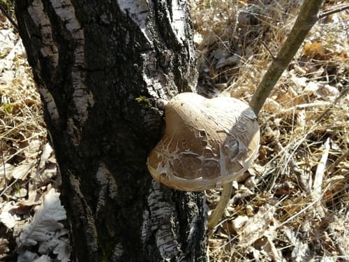 Białoporek brzozowy