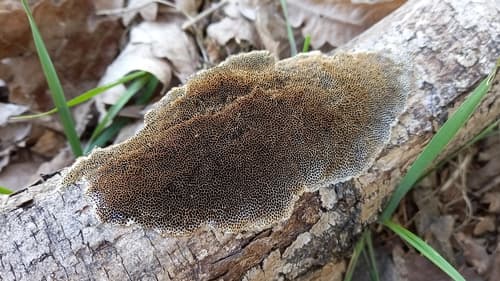 Włochatka ciemna