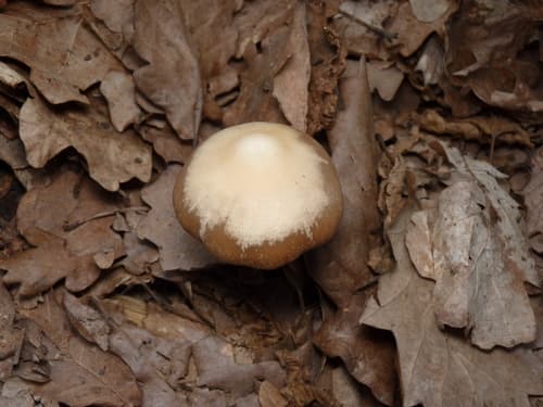 Psathyrella longipes