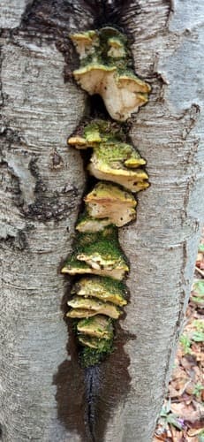 Rigidoporus