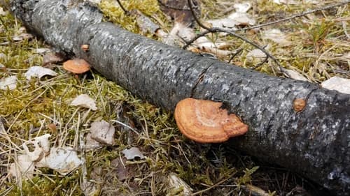 Gęstoporek cynobrowy