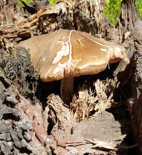 Pluteus