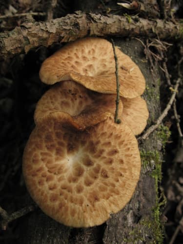 Żagiew Łuskowata