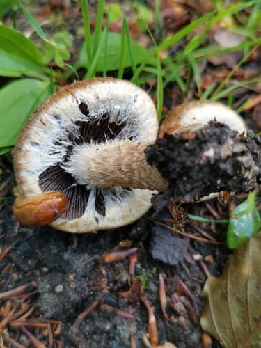 kruchawica aksamitna