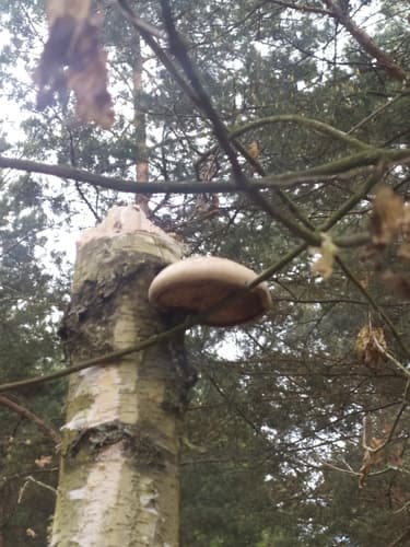 Białoporek brzozowy