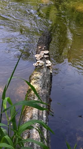Twardziak tygrysi