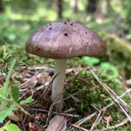 Pluteus