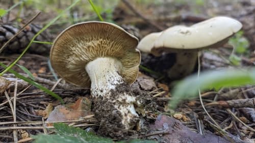 Gęśnica wiosenna