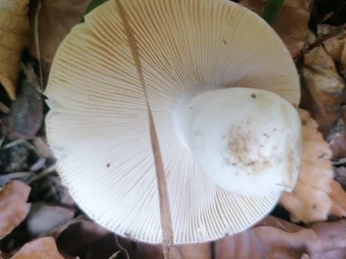 Gołąbek białozielonawy