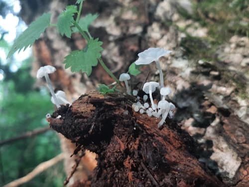Delicatula