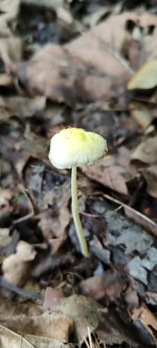 Agaricineae