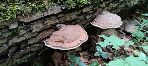 Elfvingia