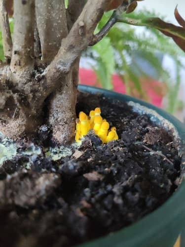 Leucocoprinus