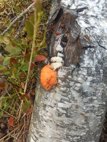 Trametes cinnabarina