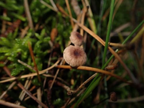 Marasmiineae